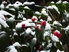 Berries in winter