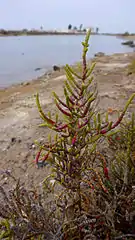 Salicornia fruticosa (syn. Sarcocornia fruticosa)