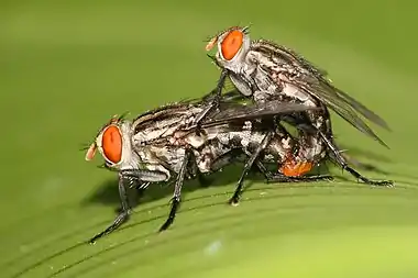 Image 17Flesh-flyPhoto: Muhammad Mahdi KarimTwo flesh-flies (Sarcophaga ruficornis species pictured) mating. The life cycle of the saprophagic flesh-fly larvae has been well researched and is very predictable. Different species prefer bodies in different states of decomposition, which allows forensic entomologists to extrapolate the time of death.More selected pictures