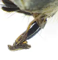 Brachycera: Muscoidea. Sucking mouthparts