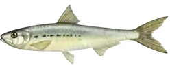 The Pacific sardine, Sardinops sagax caerulea