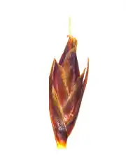 Spikelet