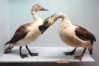 Specimens from the Royal Museum for Central Africa (female, male)