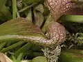 Sarracenia psittacina