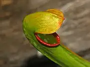 Close-up on Sarracenia minor pitcher