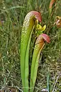 Sarracenia minor var. okefenokeensis