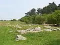 Sarsen stones beside Delling Copse