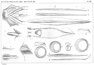 #89 (10/1/1918)Ventral view and details of the mature male giant squid obtained by Madoka Sasaki from a Tokyo fish market on 10 January 1918. Also shown are gladii (internal shell remnants) of two other squid species: Onychoteuthis banksii (fig. 12) and Onykia loennbergii (fig. 13).