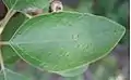 Unilobed leaf
