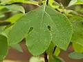 Trilobed leaf