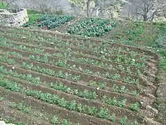 Agriculture in Sataf, 2009