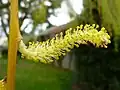 Male flowers of Salix babylonica