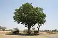 A sausage tree in Botswana in use as an airport departure lounge