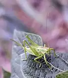 Tettigonia cantans, female