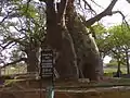 Savanuru Baobab 4