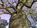 Savanuru Baobab 3