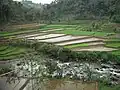 Rice plants