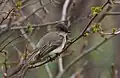 Eastern phoebe lacks bolder wing bars and has shorter primary projection.