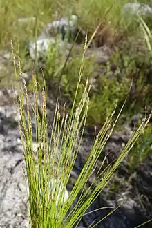 Flowering heads