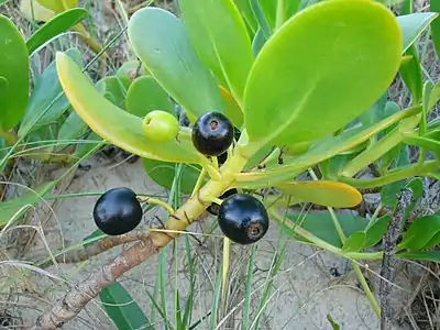 Black fruit of S. plumieri