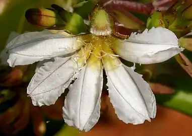Closeup of a flower from Andhra Pradesh, India.