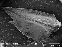 Antennal scale of Austropotamobius torrentium