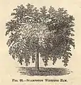 Scampston Weeping Elm, a drawing of 1868