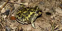 Couch's Spadefoot (Scaphiopus couchii), Cameron County, Texas, USA (11 April 2016).