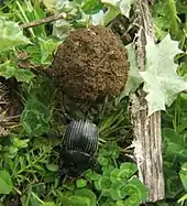 An earth-boring dung beetle working