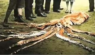 #107 (14/1/1933)Hand-coloured black-and-white photograph of the giant squid found washed ashore on Scarborough's south beach, England, on 14 January 1933, from a magic lantern slide (c. 1930s) as featured in Robin Lidster's Scarborough From Old Photographs