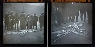 #107 (14/1/1933)Further photographs showing a crowd gathering around the beached carcass (see also wider views of left frame and right frame)