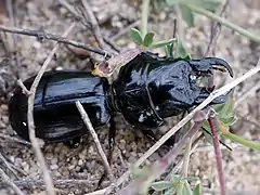 Scarites buparius. Close-up