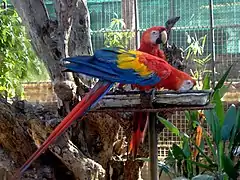 A pair of scarlet macaws (Ara macao)