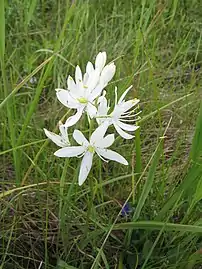 White morph of Camassia quamash