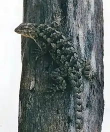 Eastern spiny lizard (Sceloporus spinosus) photographed in situ, municipality of Tula, Tamaulipas, Mexico (22 September 2003).