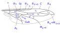 Diagram of wing veins in Pseudatrichia or Metatrichia