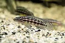 Lamprologini (E): Julidochromis marlieri is popular in the aquarium trade where members of the genus are known as "Julies"