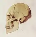 Schädel von Skelett No. 9800 aus Bowen, Queensland