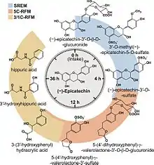 Schematic representation of the flavan-3-ol (−)-epicatechin metabolism in humans as a function of time post-oral intake. SREM: structurally related (−)-epicatechin metabolites. 5C-RFM: 5-carbon ring fission metabolites. 3/1C-RFM: 3- and 1-carbon-side chain ring fission metabolites. The structures of the most abundant (−)-epicatechin metabolites present in the systemic circulation and in urine are depicted.