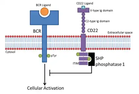 Schematic representation of the CD22 and B-cell receptor signalling process, showing the domain structure of CD22