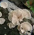 Schizophyllum commune in Missouri, US