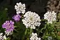 Flower of Iberis-umbellata