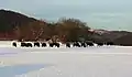 Free-living European bison near Schmallenberg-Almert