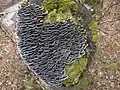 T. versicolor covering a stump