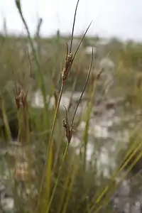 Flowering heads