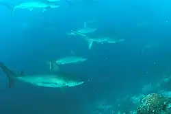 Image 57School of scalloped hammerheads off Wolf Island (from Galápagos Islands)