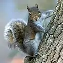 Squirrel oriented vertically