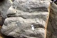 Ichnofossil Scolicia from Oligocene-Miocene of Spain