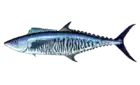 Narrow-barred Spanish mackerel