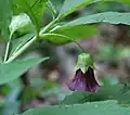 Scopolia caucasica in flower, showing distinctive corolla shape - more flared than in other species